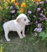 Mina sucht ein passendes Zuhause