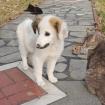 Salomi - versteht sich prima mit Katzen