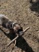Pit-Staff-Mix sucht dringend neues Zuhause oder Pflegestelle