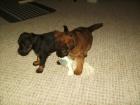 Jack - Russel - Mix