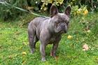 FRENCH OSCAR - Französische Bulldogge mit AHNENTAFEL- 3 Jahre - Tierhilfe-Franke