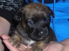 HUNDEWELPEN