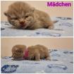 BKH Britisch Kurzhaar Kitten