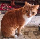 Porto - Hübscher entspannter Schmusekater Porto sucht neues Zuhause