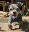 SNOOPILEIN - Mix - 14 Jahre - Tierhilfe-Franken e. V.