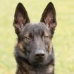 MAXIMO - zurückhaltender freundlicher Schäfer-mix - 1 Jahr - Tierhilfe-Franken