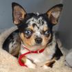 LITTLE TIM - Chihuahua - 4 Monate - Tierhilfe-Franken e. V.
