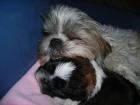 Shih tzu Rüde