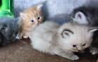 BKH und BLH Kitten suchen liebevolles Zuhause