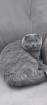 Katze Molly sucht dringend neue Familie