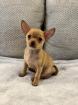 Chihuahua Welpen m. suchen liebevolles Zuhause