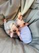Canadische Sphynx Nacktkatze