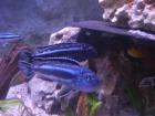 Melanochromis maingano blau-schwarz in 58553 Halver abzugeben