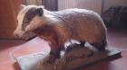 Dekorative präparierte Tiere