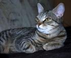 Verschmuste anhängliche Katze aubzugeben 9 Monate