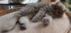 Edelmixkitten Katerchen