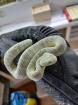 0 1 Atheris squamigera Enz 19. 08. 2022