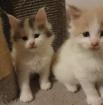 Maine Coon Kitten