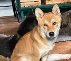Denji - Shiba Inu-Mix - schüchtern ängstlich