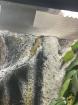 2 Blautaggeckos 1 Goldstaubgecko