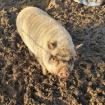 Hängebauchschweine suchen ein zu Hause