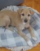Lizzy - Hundekind Lizzy verteilt gern Küsschen