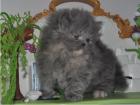 Reinrassige Perser Blau Crem Katze