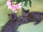 Süße kleine Kätzchen / Kitten / Katzenbabys