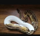 Python Regius / Königspython adult 1. 1Superpastel Piebald 0. 1Pastel het. Piebald