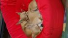 Chihuahuas