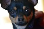 Reinrassiger Rehpinscher-Deckrüde