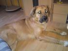 DRINGEND HUND ABZUGEBEN