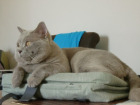 BKH Deckkater ist bereit zum Decken