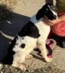 Dario - Hundekind Dario voller Leben und Liebe