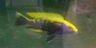 Tanganjika- u. Malawibuntbarsche abzugeben Tropheus Frontosa Brichardi Yello