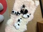 Bezaubernde Katzenbabies
