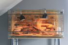 Wunderschönes Terrarium für Geckos mit Zubehör