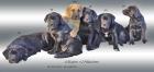 Mischlingswelpen Cane Corso Labrador Dogge