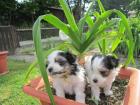Biewer Yorky Babys