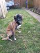 Border Collie Julia Julia ist Mischlingshund Mutter Border Collie Vater Border Terrier. 7 Monate A