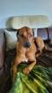 Deckrüde Rhodesien Ridgeback