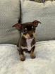 Chihuahua Welpen m. suchen liebevolles Zuhause