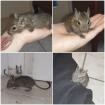 Junger Degu M sucht ein Zuhause