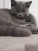 Bkh kitten 14 Wochen
