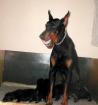 Dobermannwelpen mit Ahnentafel Abnahme 20. 5.