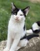 Kalle - unser liebenswertes Schmuse-Katerkind sucht Zuhause