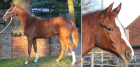 Spitzen Allround-Pferd für Freizeit- und Turniersport Springen Dressur Vielse