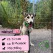 Nizhoni w 8 Monate 50 cm freundlich schüchtern verträglich