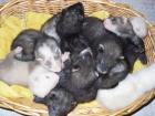 Frettchen -babys