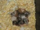 Teddyhamsterbaby s
